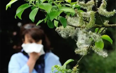 【怀医科普】120怀柔分中心教您巧应花粉过敏