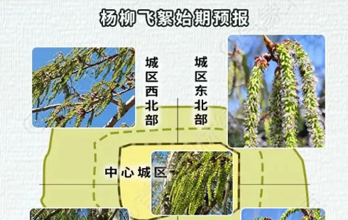 【健康科普】花粉还没过，飞絮又双叒叕来了！健康提示→