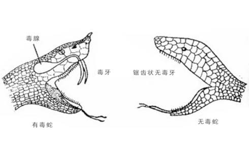 【怀医科普】关键时刻能救命！蛇咬伤后的紧急处理