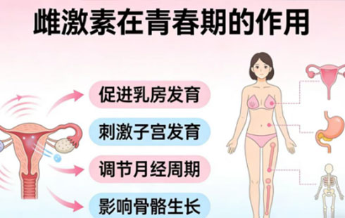 【怀医科普】更年期科普系列之三：贯穿女性大半生的“隐形管家”：雌激素的角色与围绝经期的特殊使命。